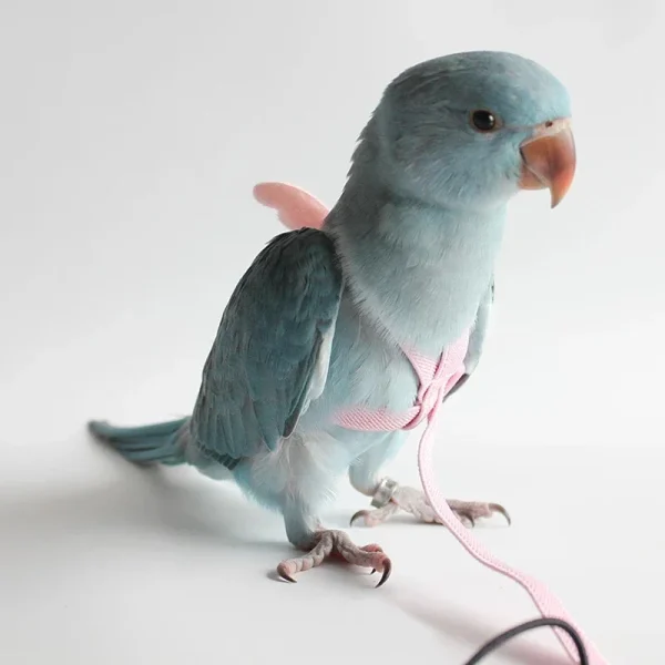 Parrot Flying Harness Leash Suit Pet Bird Outdoor Flight Training Rope Cockatiel Supplies Macaw Accessories Stuff For Budgie 3