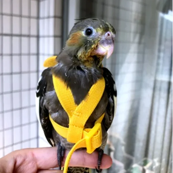 Parrot Flying Harness Leash Suit Pet Bird Outdoor Flight Training Rope Cockatiel Supplies Macaw Accessories Stuff For Budgie 2